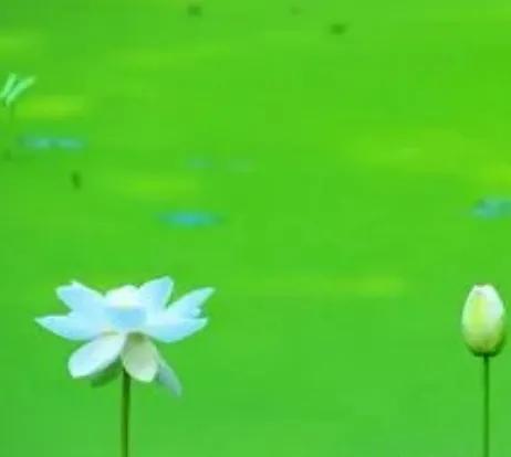 绿色有哪几种绿