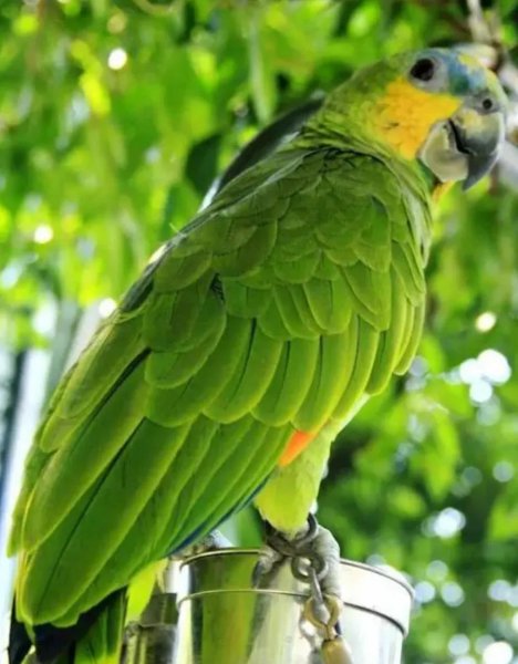 绿色有哪几种绿