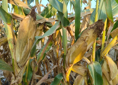 和育187玉米品种简介