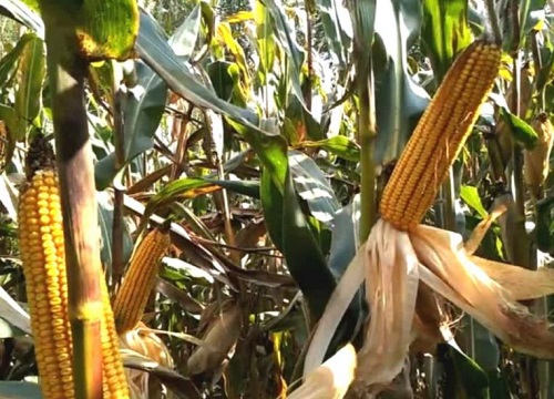 和育187玉米品种简介