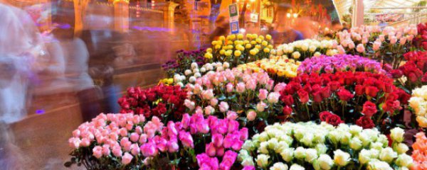 冬天室内盆栽什么好养