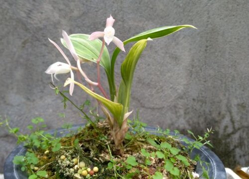 兔耳兰什么时候开花