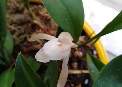 兔耳兰什么时候开花