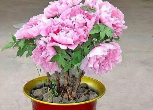 牡丹花什么时候种植合适