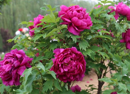 牡丹花什么时候种植合适