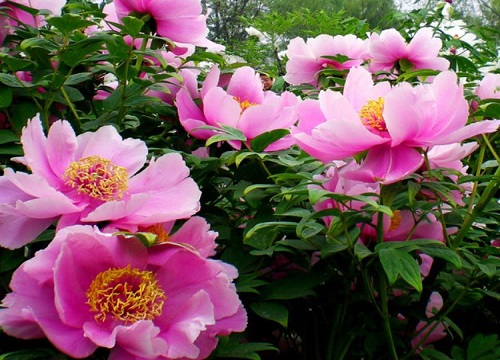 牡丹花什么时候种植合适