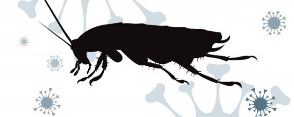 家里很多小蟑螂怎么办