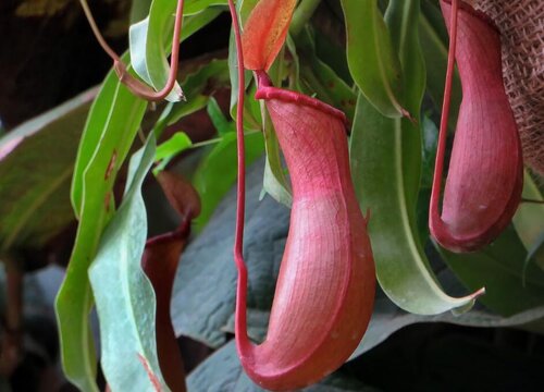 猪笼草属于什么类植物