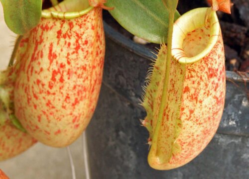 猪笼草属于什么类植物