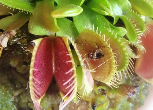 猪笼草属于什么类植物