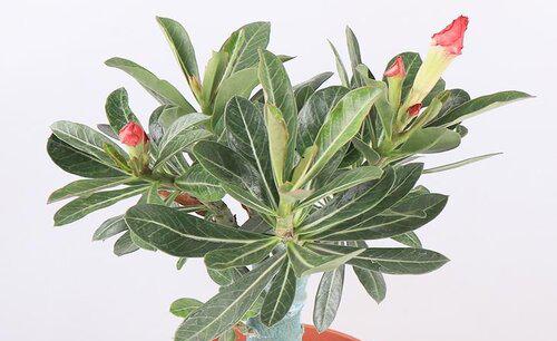 沙漠玫瑰过冬要放在室内吗