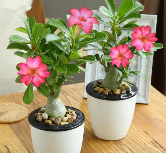 沙漠玫瑰过冬要放在室内吗