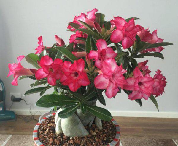 沙漠玫瑰过冬要放在室内吗