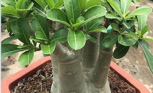 沙漠玫瑰过冬要放在室内吗