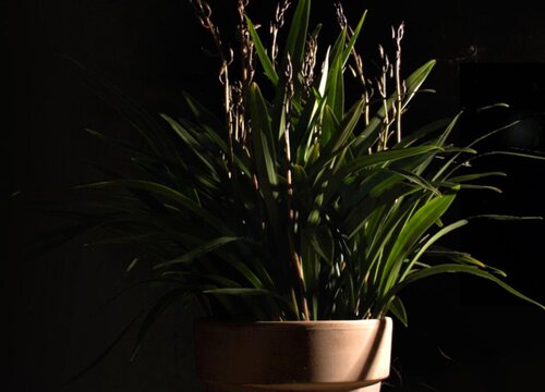 野生惠兰是国家保护植物吗