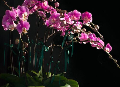 野生惠兰是国家保护植物吗