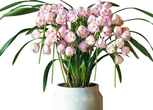 野生惠兰是国家保护植物吗