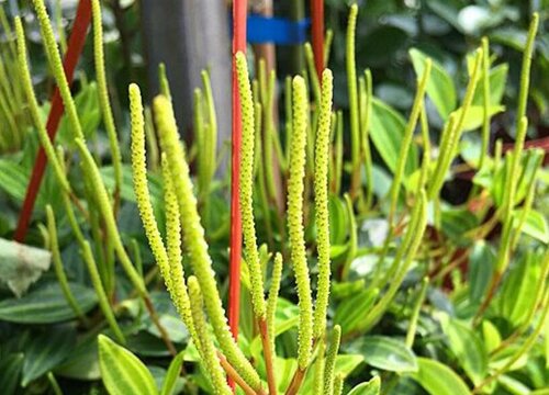 钻石翡翠开花吗