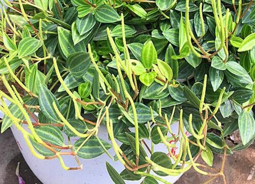 钻石翡翠开花吗