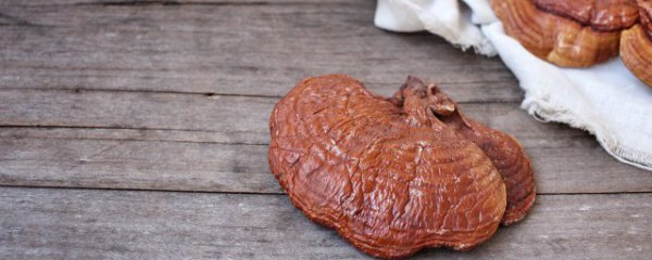 人工灵芝的种植方法