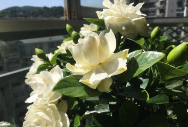 怎样让栀子花花苞快速打开