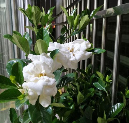 怎样让栀子花花苞快速打开