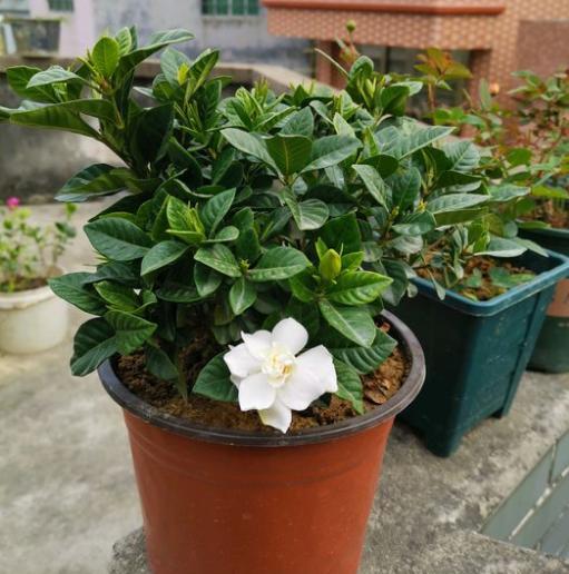 怎样让栀子花花苞快速打开