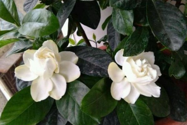 怎样让栀子花花苞快速打开