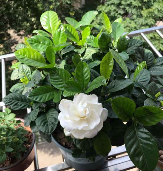 怎样让栀子花花苞快速打开