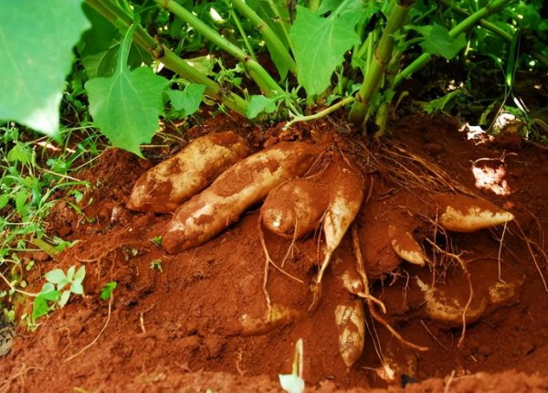 雪莲果的产地在哪里