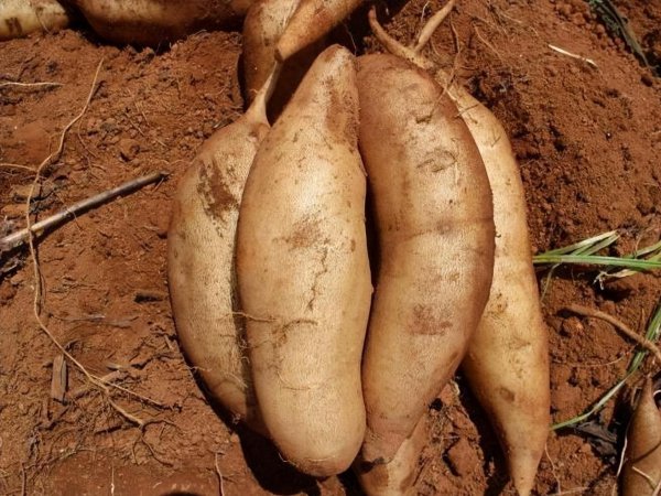 雪莲果的产地在哪里