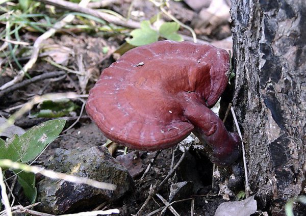 中国九大仙草是哪几种