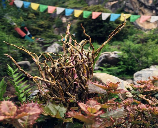 中国九大仙草是哪几种