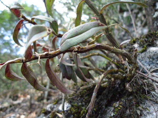 中国九大仙草是哪几种