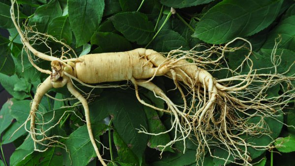 中国九大仙草是哪几种