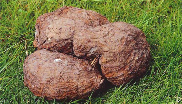 中国九大仙草是哪几种