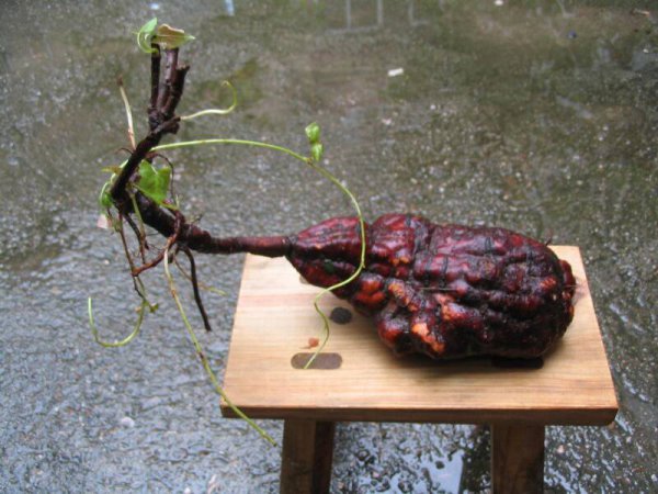 中国九大仙草是哪几种