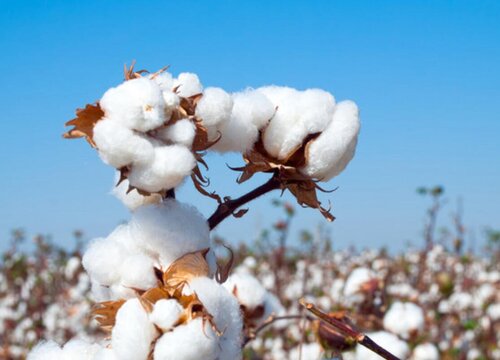 棉花多久成熟