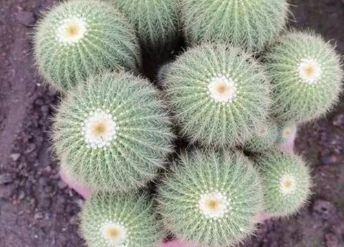 仙人球象征着什么意义