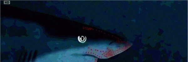 世界上最危险的鲨鱼王