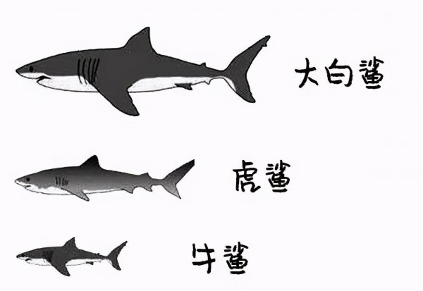 世界上最危险的鲨鱼王