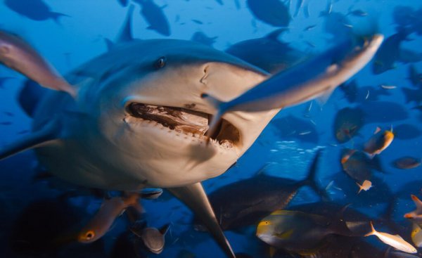 世界上最危险的鲨鱼王