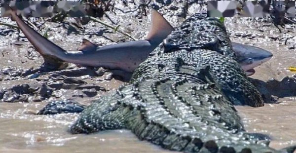 世界上最危险的鲨鱼王