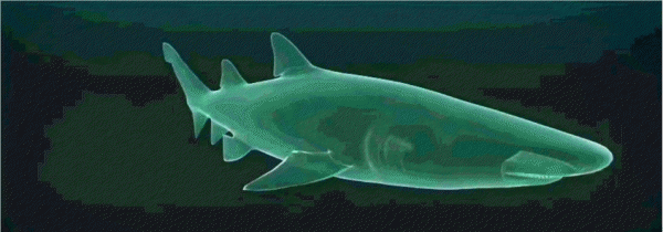 世界上最危险的鲨鱼王