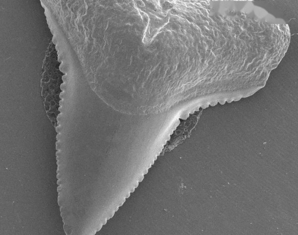 世界上最危险的鲨鱼王