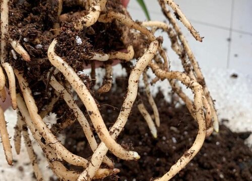 花卉出现烂根前都有哪些前兆