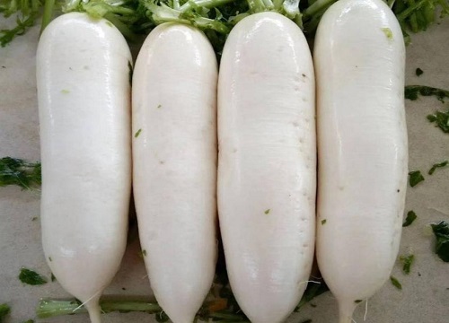 萝卜高产品种一亩2万斤