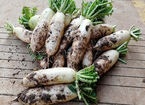 萝卜高产品种一亩2万斤