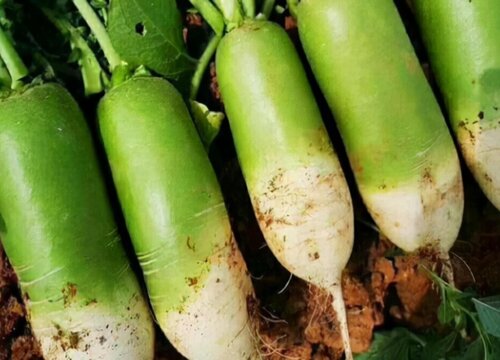 萝卜高产品种一亩2万斤