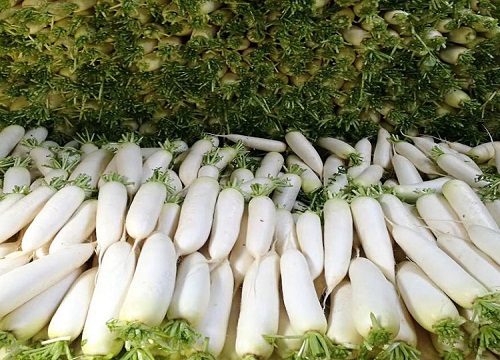 萝卜高产品种一亩2万斤